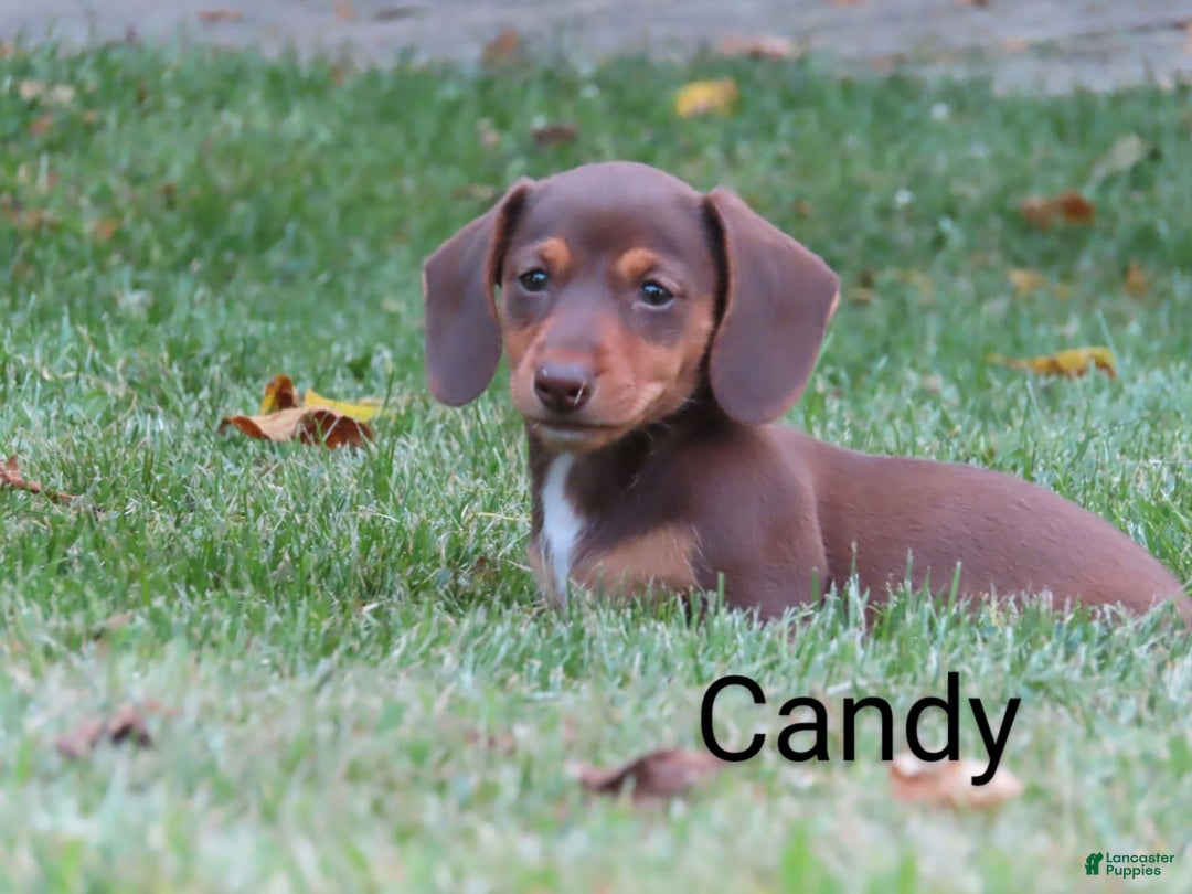 Dachshund dogs for sale: Candy - Image 2