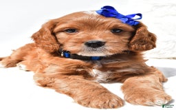 Mini Goldendoodle dogs for sale: Rascal - Image 7