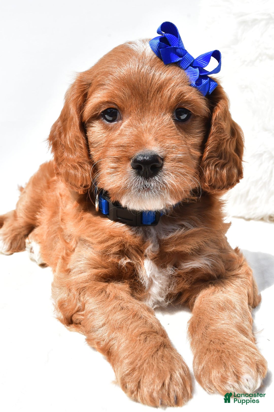 Mini Goldendoodle dogs for sale: Rascal - Image 7