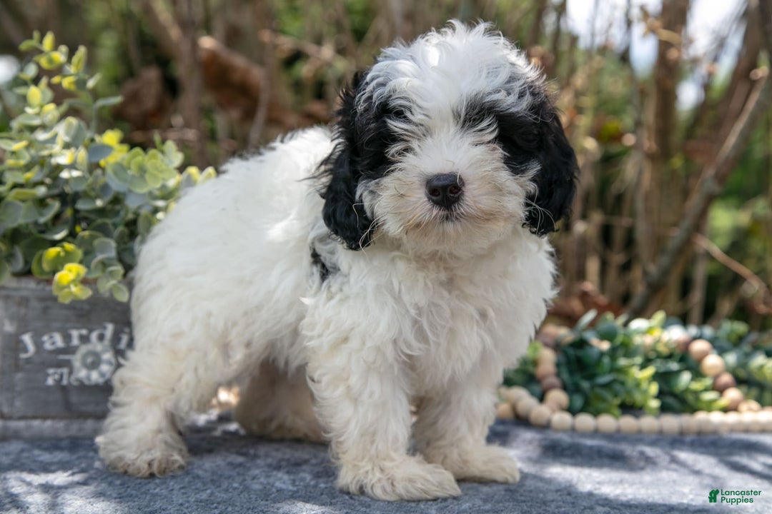 Cavapoo dogs for sale: Sutton - Image 1
