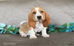 Basset Hound dogs for sale: Sally - Image 1
