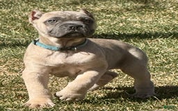 Cane Corso dogs for sale: Georgia - Image 7