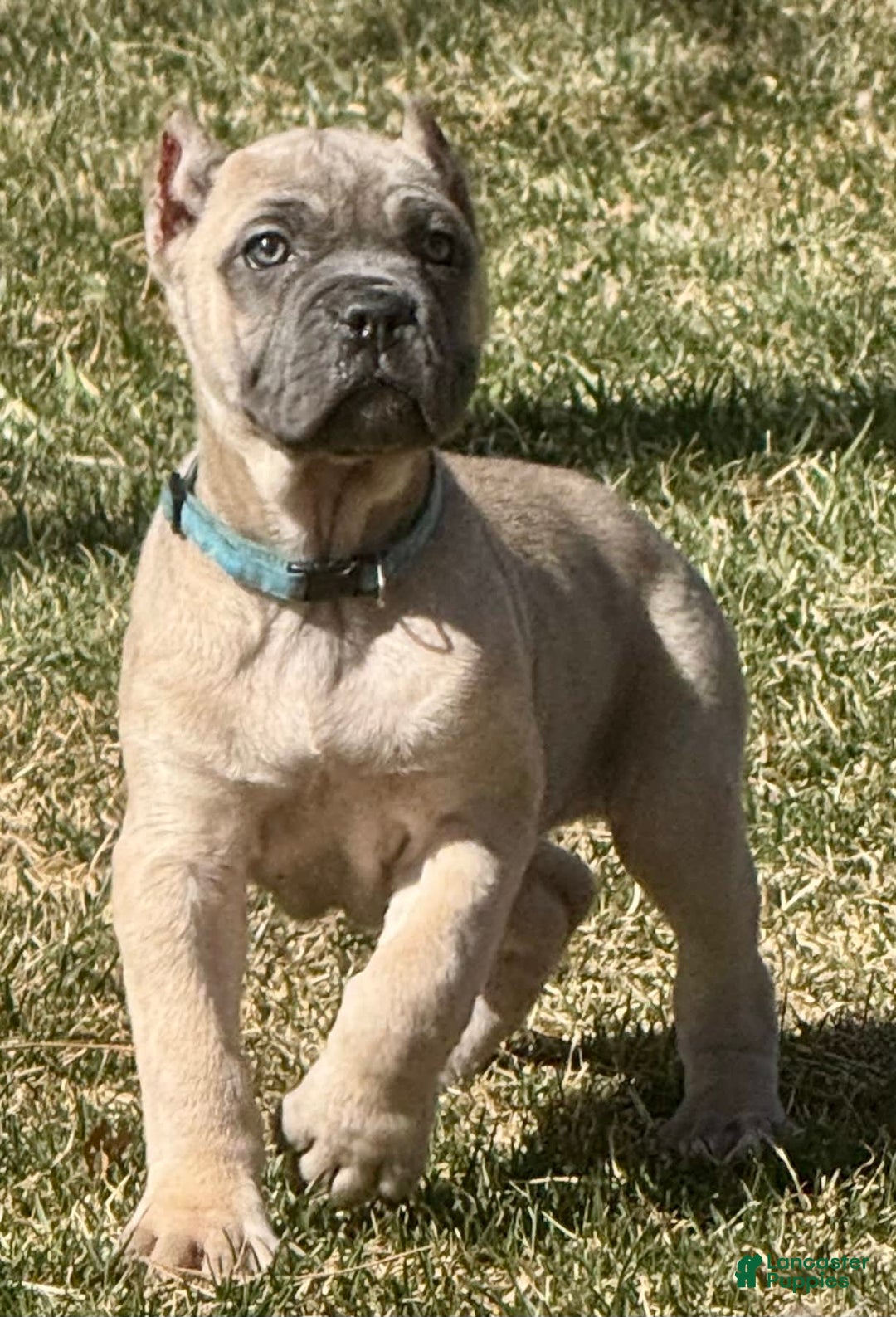 Cane Corso dogs for sale: Georgia - Image 7