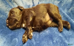 Miniature Schnauzer dogs for sale: Girl3 - Image 11