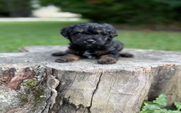 Maltipoo dogs for sale: Hudson - Image 4