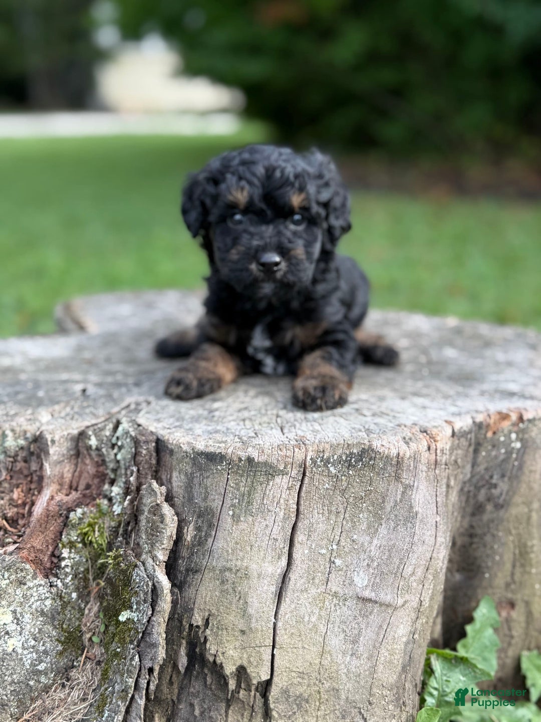 Maltipoo dogs for sale: Hudson - Image 4