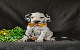Dalmatian dogs for sale: Larenzo - Image 2