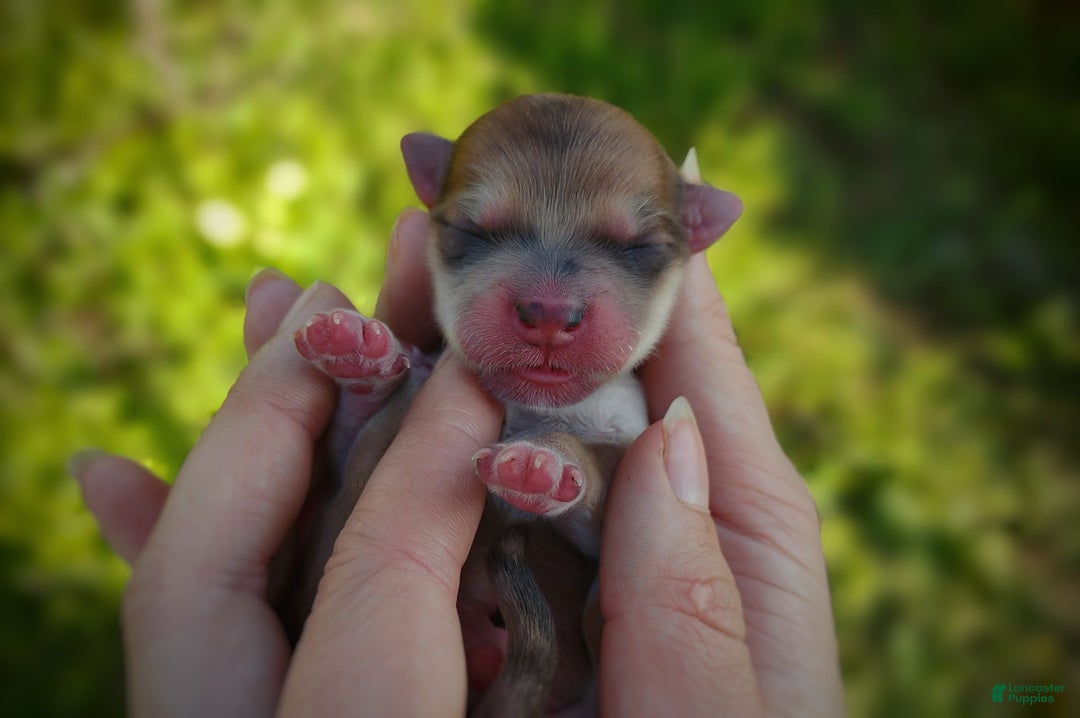 Morkie dogs for sale: Rare Gold Merle Bumblebee - Image 1
