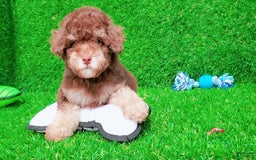 Maltipoo dogs for sale: Coconut - Image 7