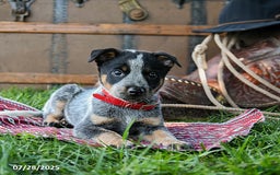Australian Cattle Dog dogs for sale: Caramel - Image 3