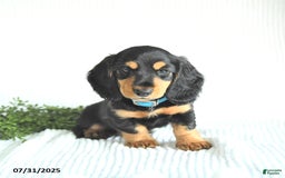 Miniature Dachshund dogs for sale: Rocky - Image 5