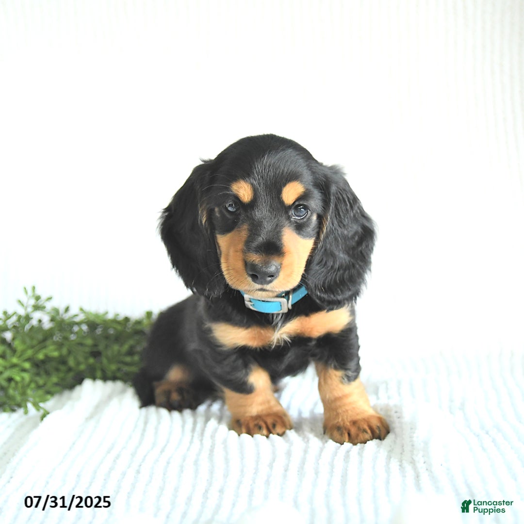 Miniature Dachshund dogs for sale: Rocky - Image 5