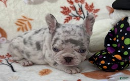 French Bulldog dogs for sale: Maya - Image 3