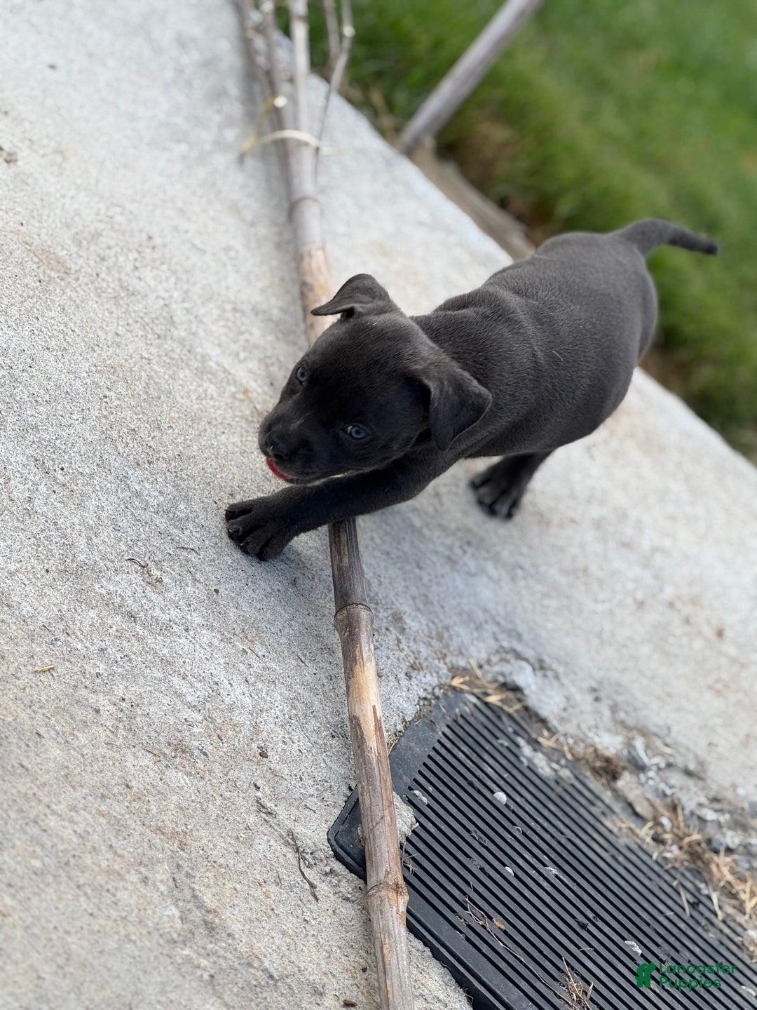 American Bully dogs for sale: Midnight - Image 6