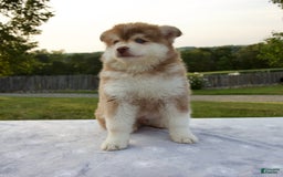 Pomsky dogs for sale: River - Image 1