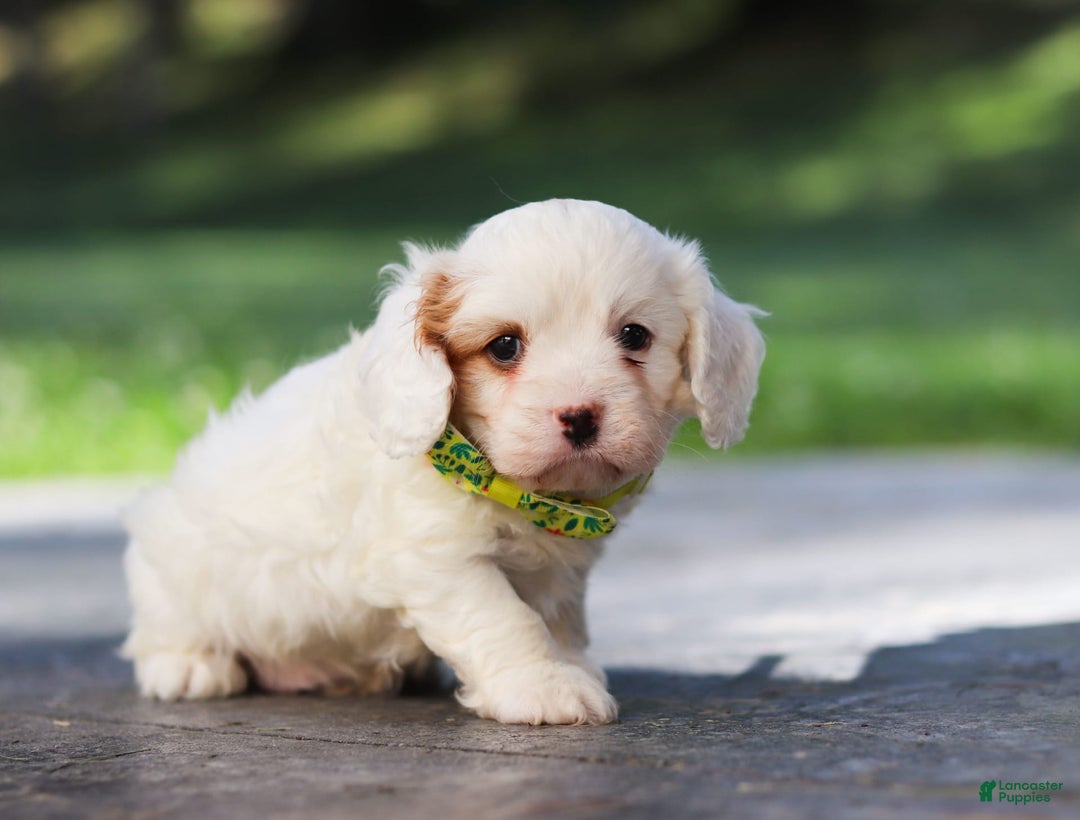 Cavapoo dogs for sale: Bentley - Image 2