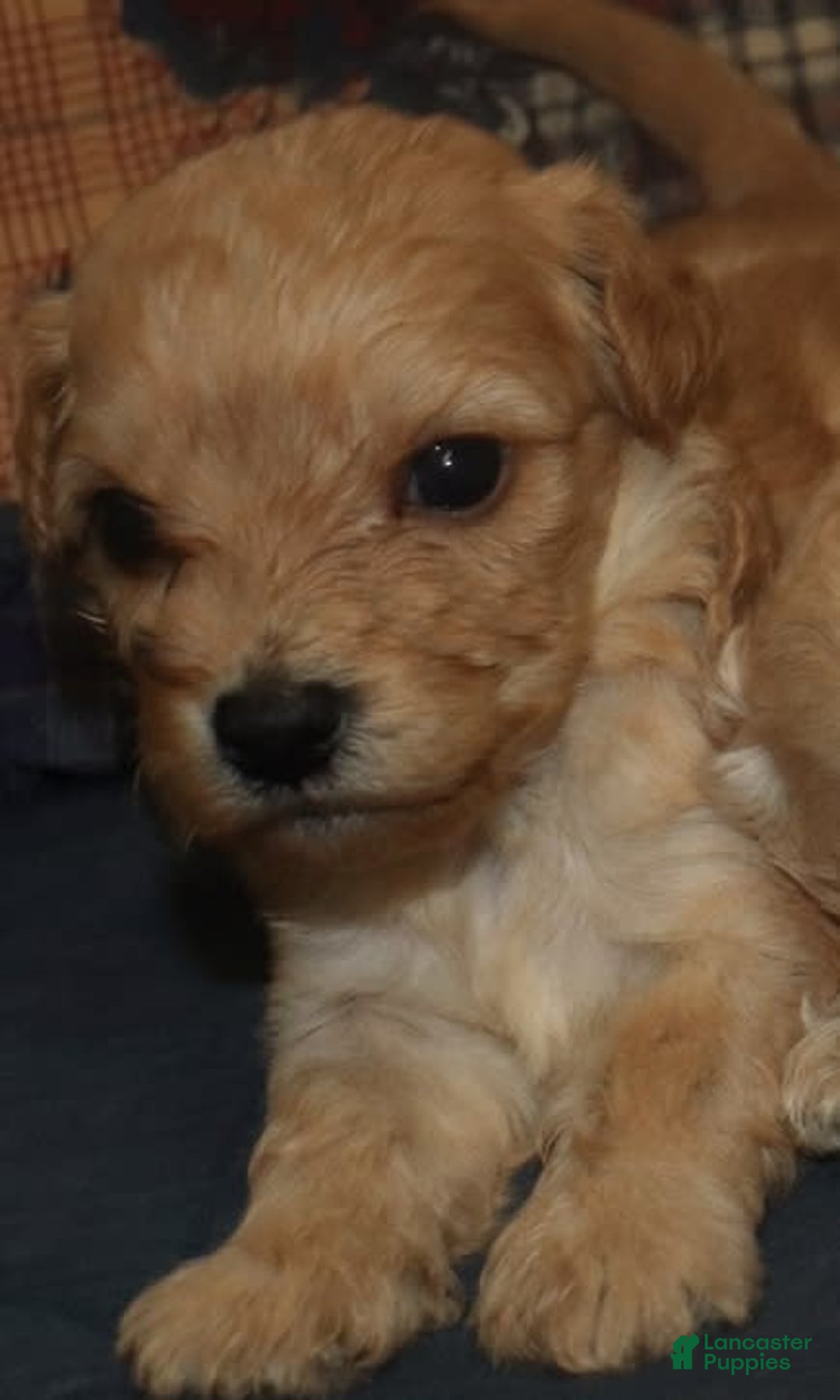 Cavachon dogs for sale: Hanna Male 1 - Image 1