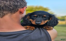 Dachshund dogs for sale: Tux - Image 4