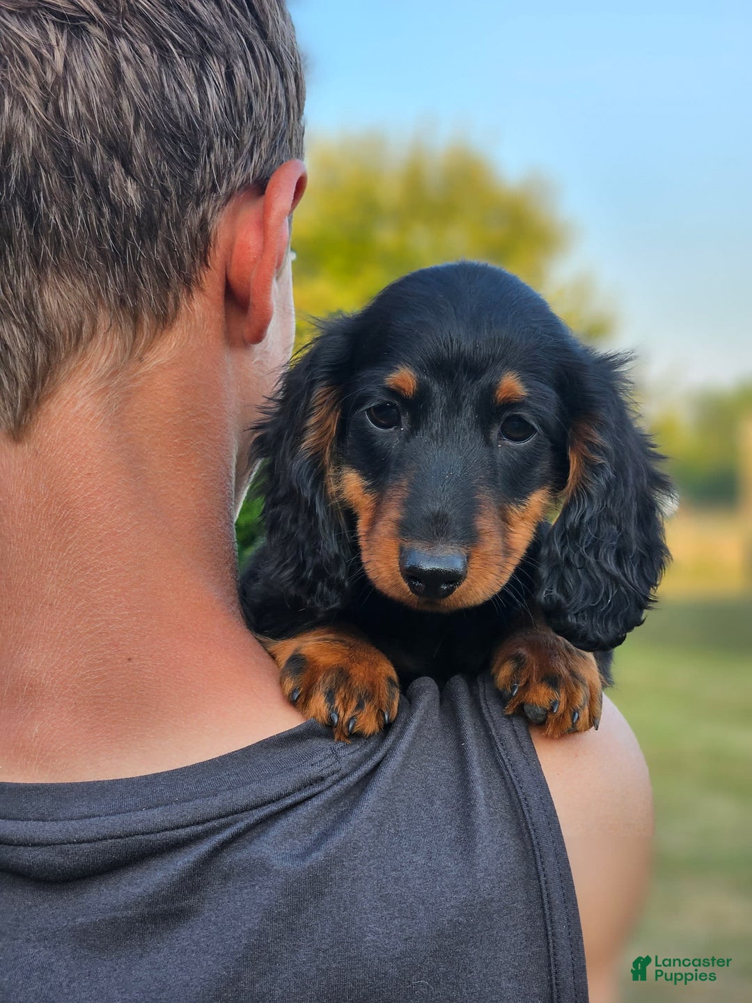 Dachshund dogs for sale: Tux - Image 4