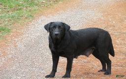 Labrador Retriever dogs for sale: Bella - Image 14
