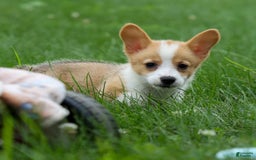 Welsh Corgi Pembroke dogs for sale: Lacey - Image 2