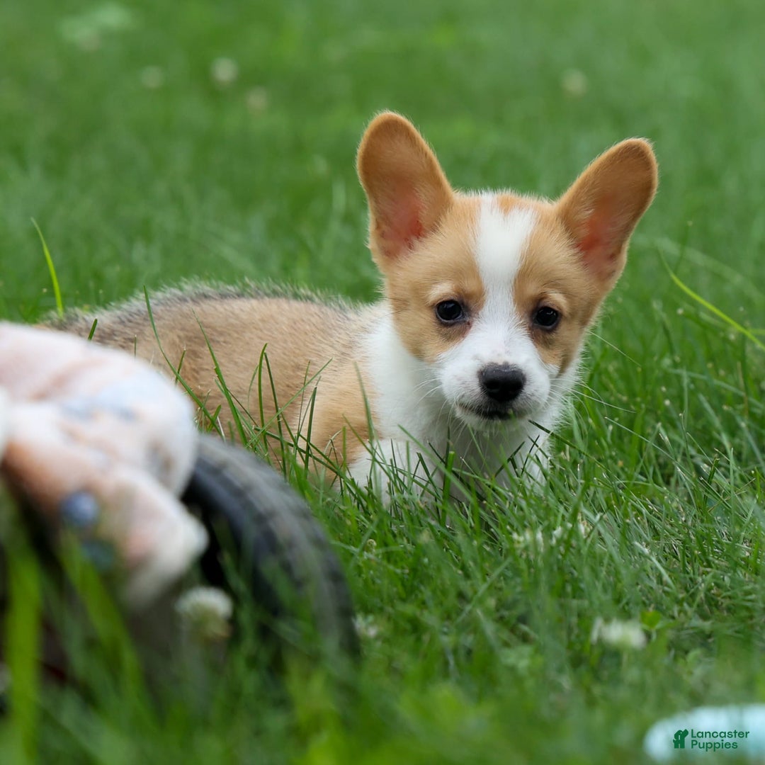 Welsh Corgi Pembroke dogs for sale: Lacey - Image 2