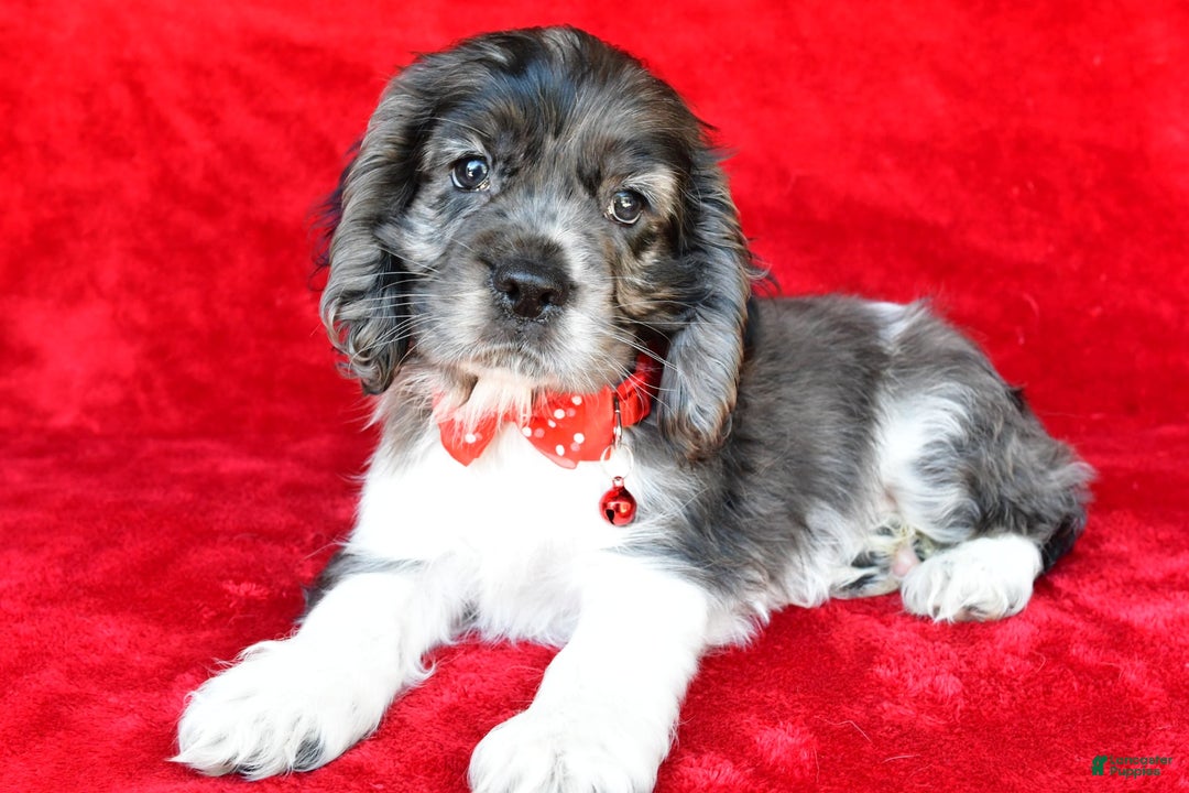 Cocker Spaniel dogs for sale: Pebbles - Image 1
