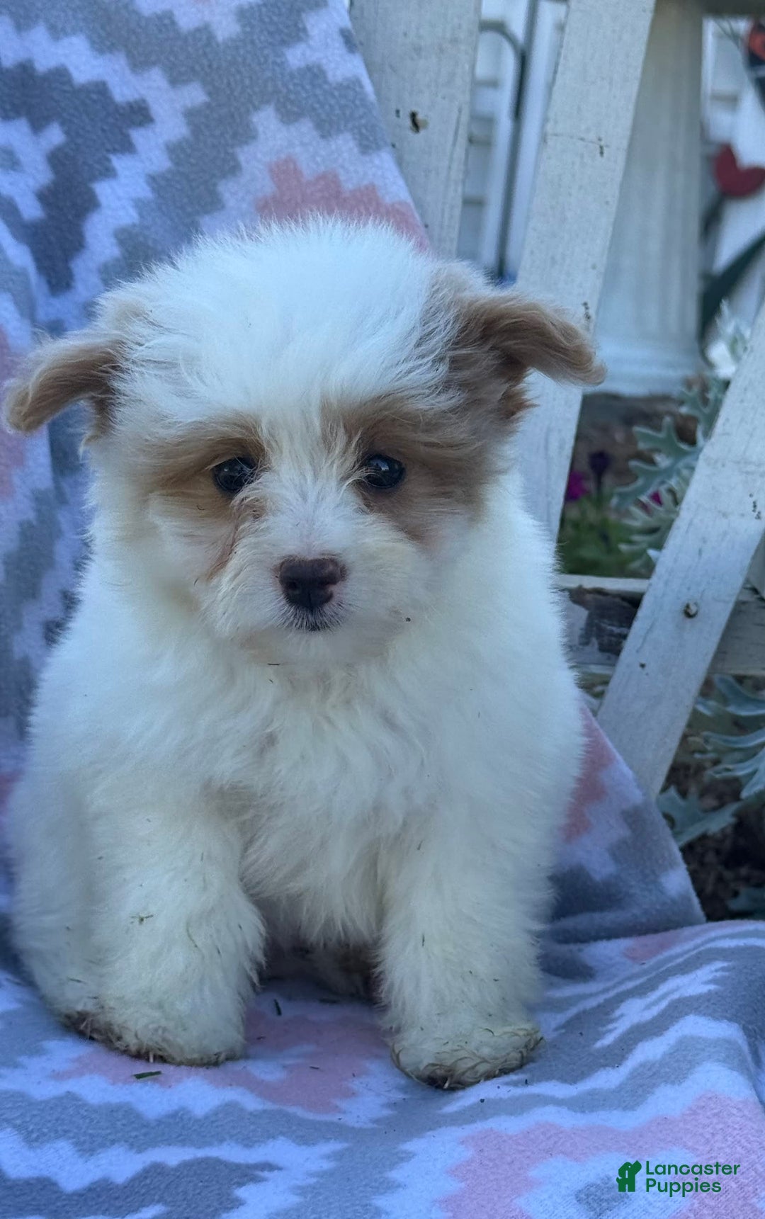 Miniature Poodle dogs for sale: Betsy - Image 8