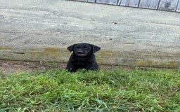 Labrador Retriever dogs for sale: Leo - Image 3