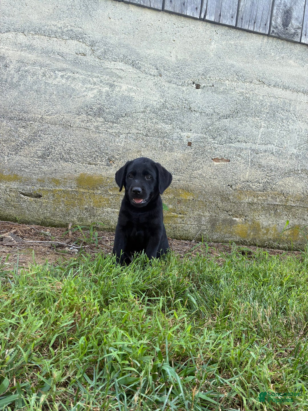 Labrador Retriever dogs for sale: Leo - Image 3