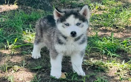 Siberian Husky dogs for sale: Juno - Image 1