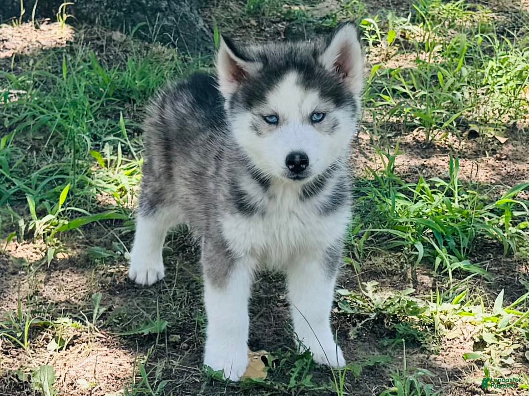 Siberian Husky dogs for sale: Juno - Image 1