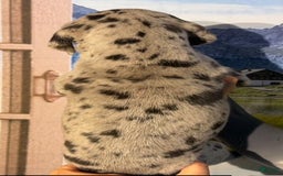 Great Dane dogs for sale: Kim - Black Merle - Image 3