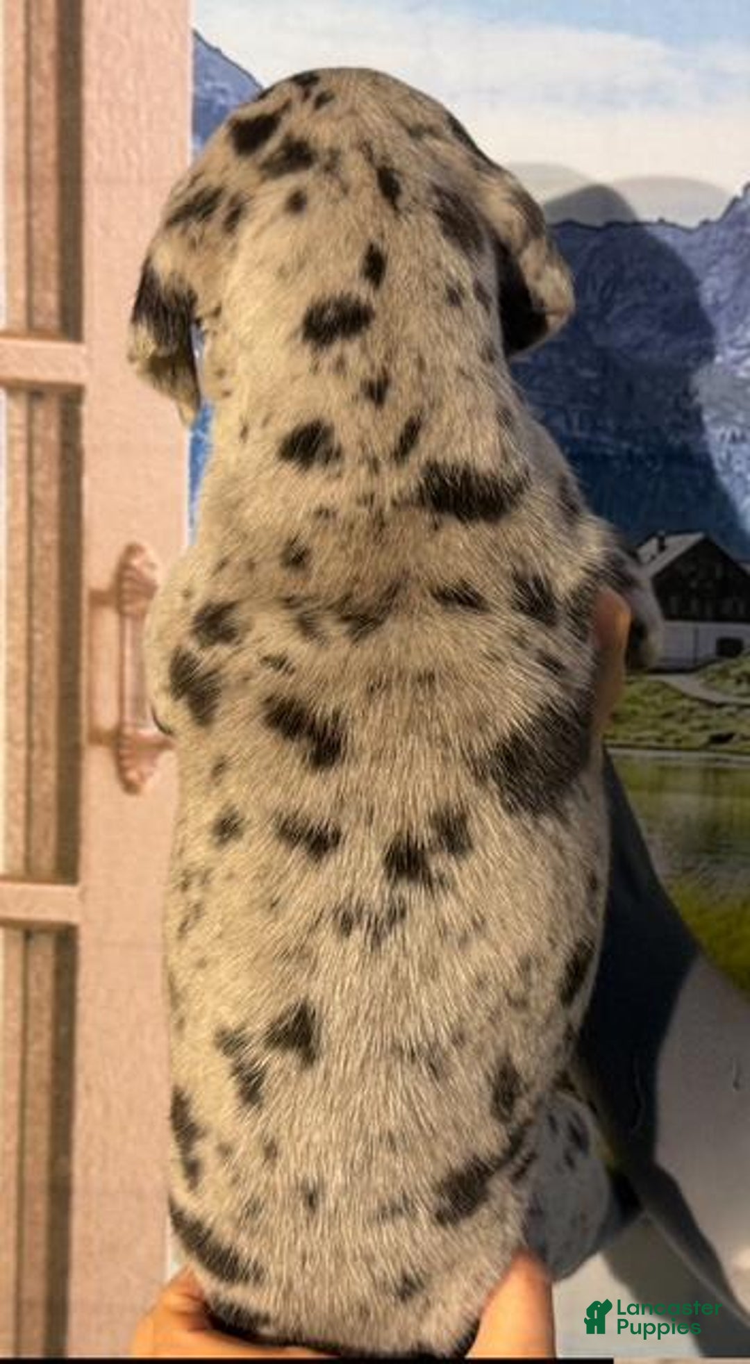 Great Dane dogs for sale: Kim - Black Merle - Image 3