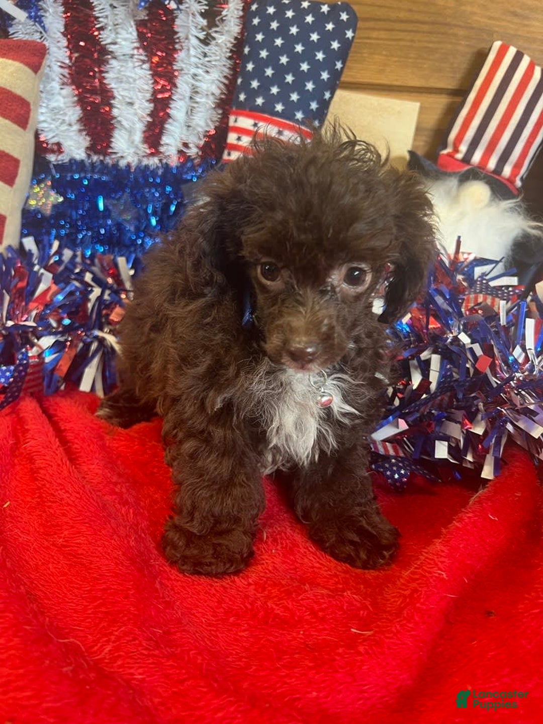Toy Poodle dogs for sale: Max - Image 5