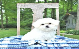 Maltese dogs for sale: Kobey - Image 4