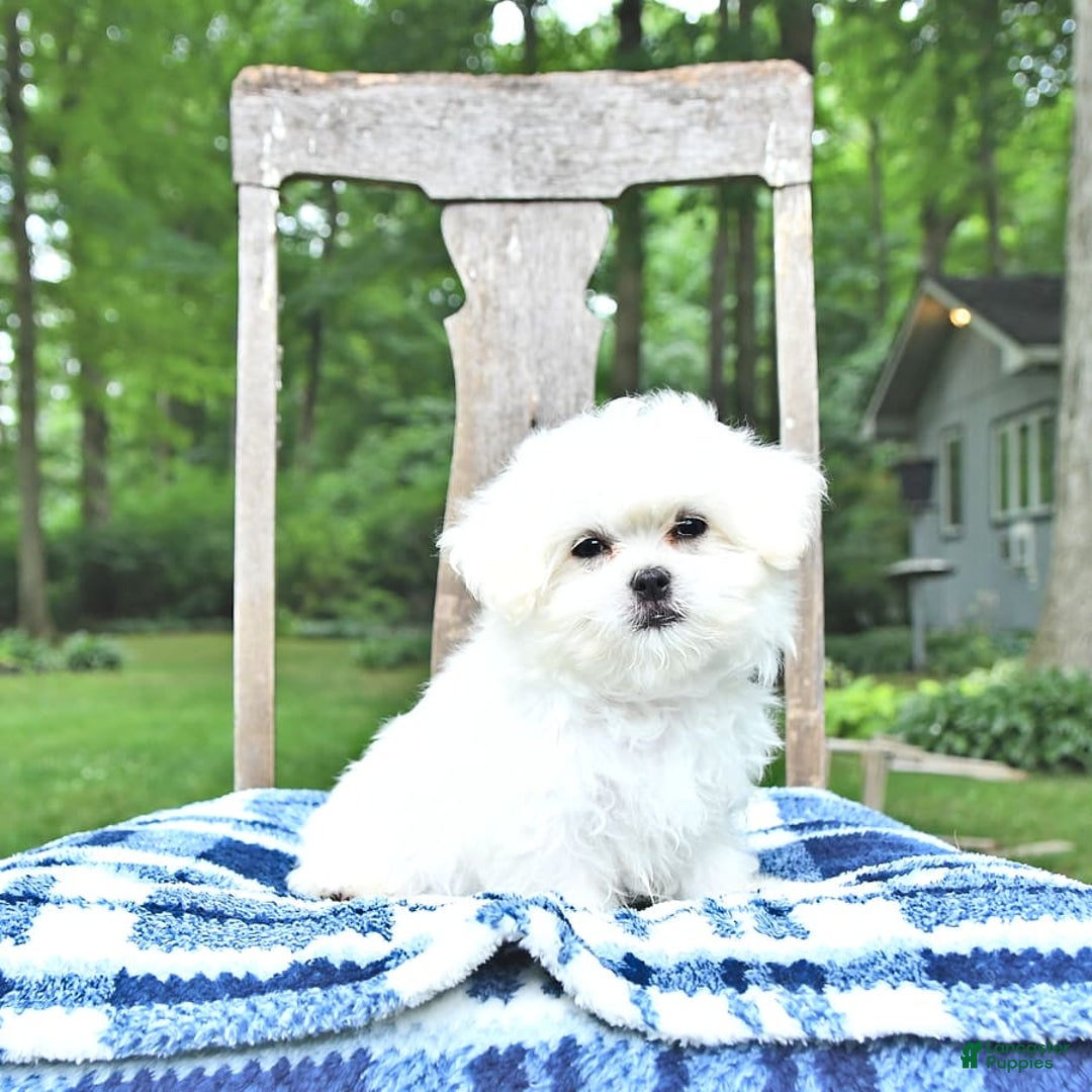 Maltese dogs for sale: Kobey - Image 4