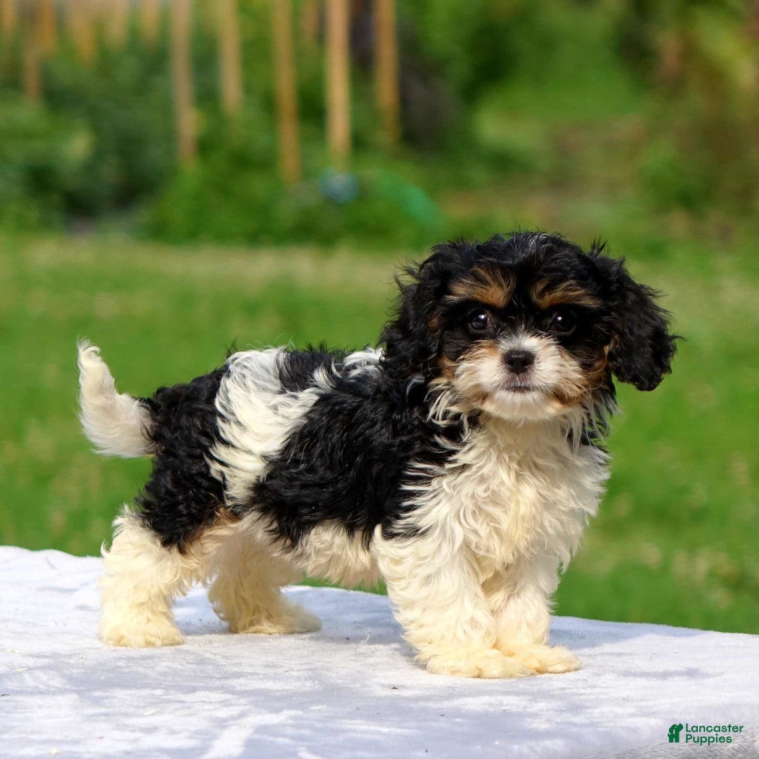 Cavachon dogs for sale: Aden - Image 2
