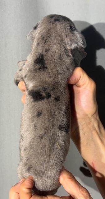Great Dane dogs for sale: Lucy - Blue Merle - Image 4