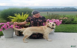 Golden Retriever dogs for sale: Lacy - Listing for pets: Lacy - Image 4