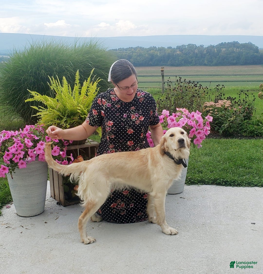 Golden Retriever dogs for sale: Lacy - Listing for pets: Lacy - Image 4