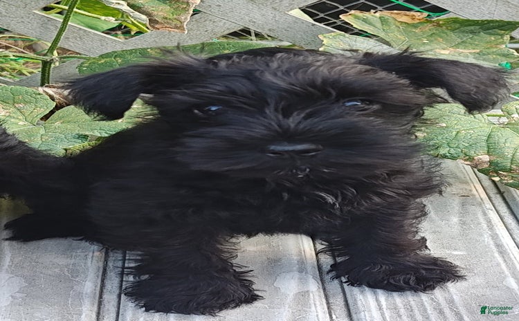 Miniature Schnauzer dogs for sale - Ad 4