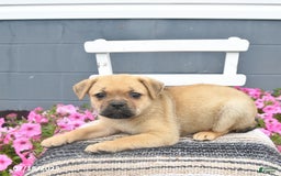 Pug dogs for sale: Paddy - Image 3