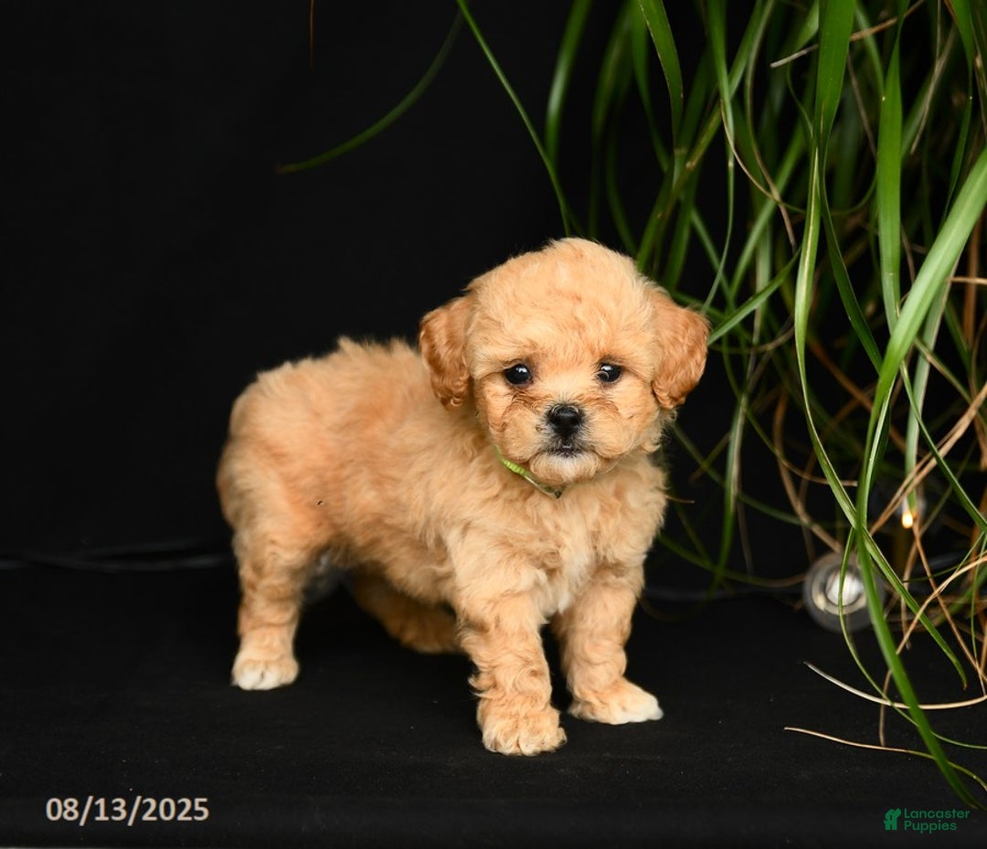 Teddy Bear dogs for sale: Ross - Image 4