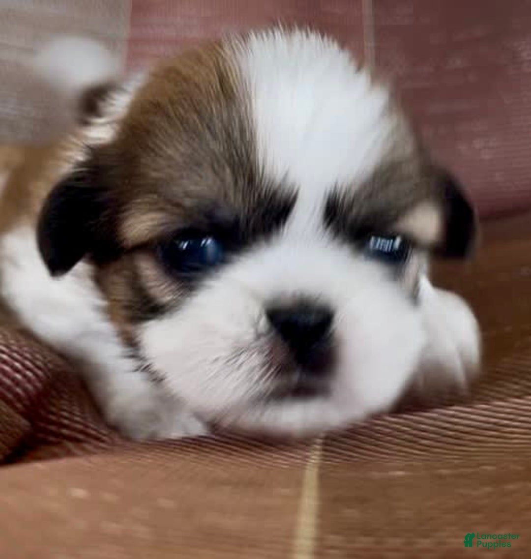 Shih Tzu dogs for sale: Ollie - Image 8