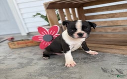 Boston Terrier dogs for sale: Bowser - Image 5