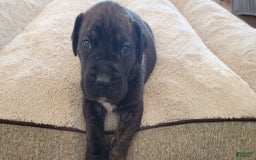 South African Boerboels dogs for sale: Biggie - Image 2