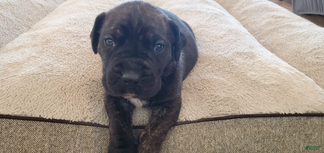 South African Boerboels dogs for sale: Biggie - Image 2