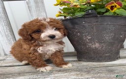 Cavapoo dogs for sale: Parker - Image 1