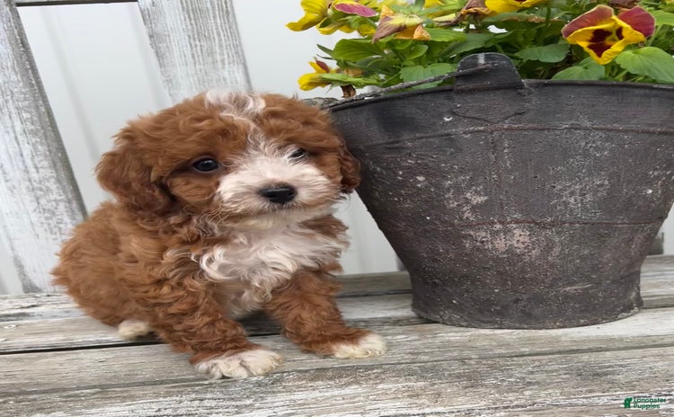 Cavapoo dogs for sale - Ad 4